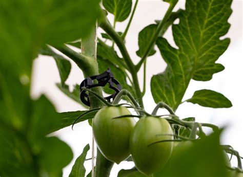Tomato Clips Boost Growth Of Young Tomato Plants Hsi Bv