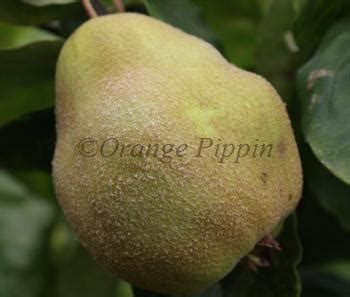Fig, medlar, mulberry, quince & kiwi trees / vines for sale. Portugal quince trees for sale | Buy online | Friendly advice