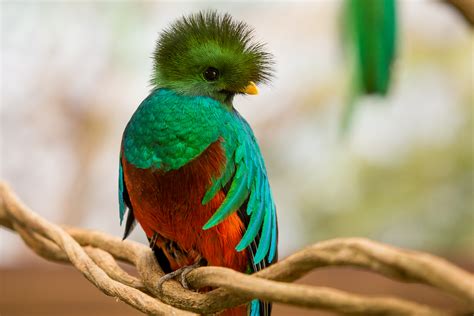 Xcaret Presents A Magnificent Quetzal Bird Exhibit For The Delight Of