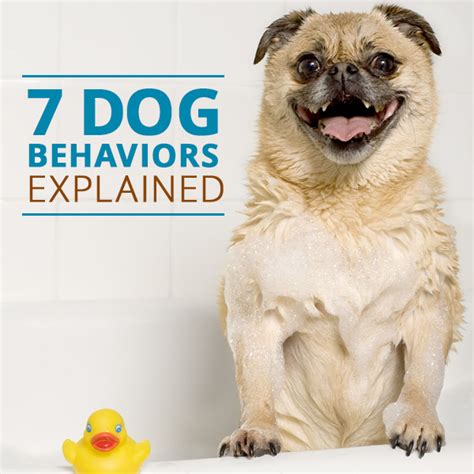 7 Dog Behaviors And How To Handle Them
