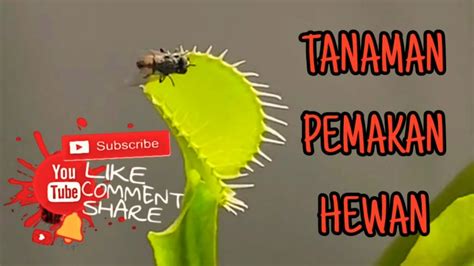Serangga yang dimaksud misalnya semut, lalat… TANAMAN PEMAKAN HEWAN - YouTube