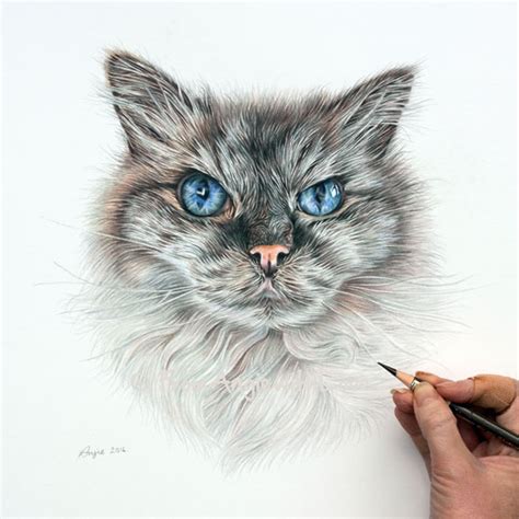 Pencil Portrait Artist Pollyanna Ragdoll Cat Coloured Pencil Portrait