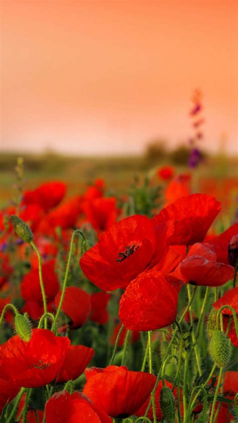 Poppies Flowers Field Best Htc One Wallpapers Poppy Flower Poppies