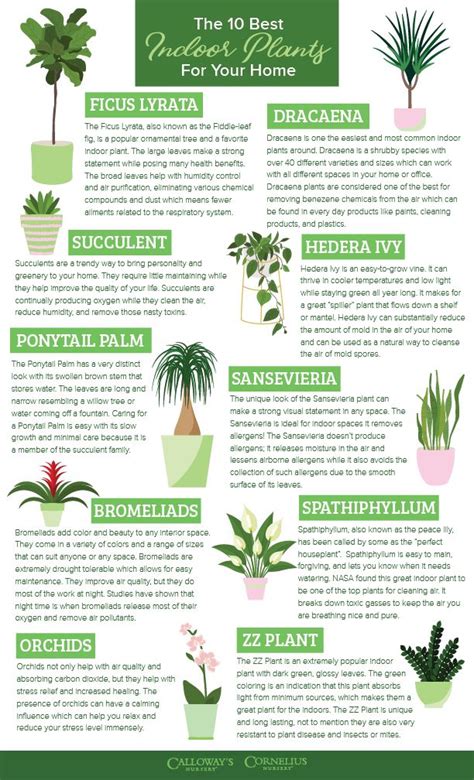 Though many articles (and plant retailers) suggest the benefits of indoor plants extend to purifying the air, this is likely not the case in a standard office. Calloway's Nursery | Benefits of indoor plants, Best ...