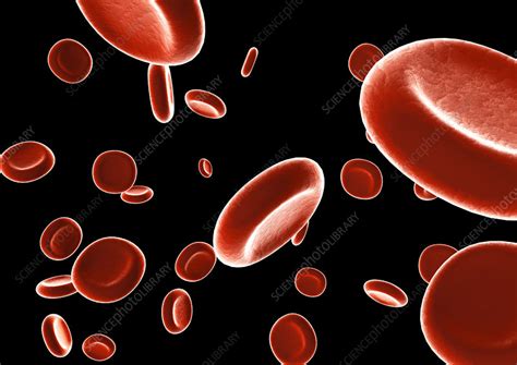 Red Blood Cells Computer Artwork Stock Image P2420391 Science