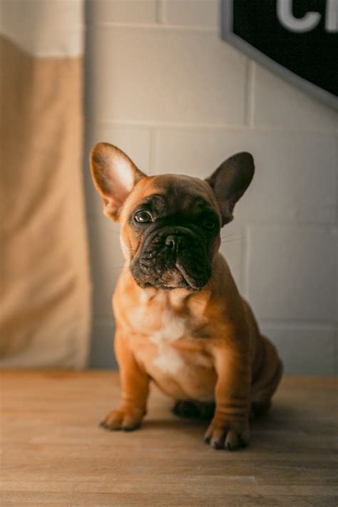 Some french bulldogs have a tail pocket while others don't. French Bulldog Tail Pocket Infection! How To Heal It ...