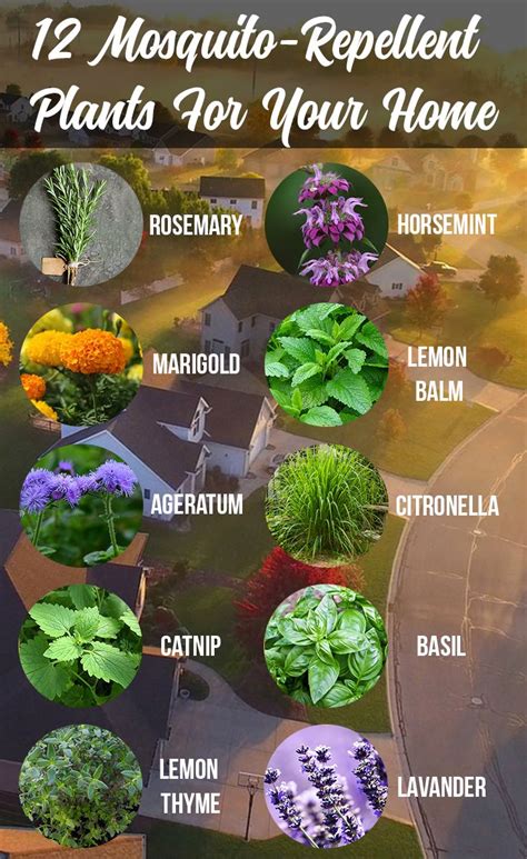 Discover the 12 Mosquito-Repellent Plants For Your Home | Mosquito ...