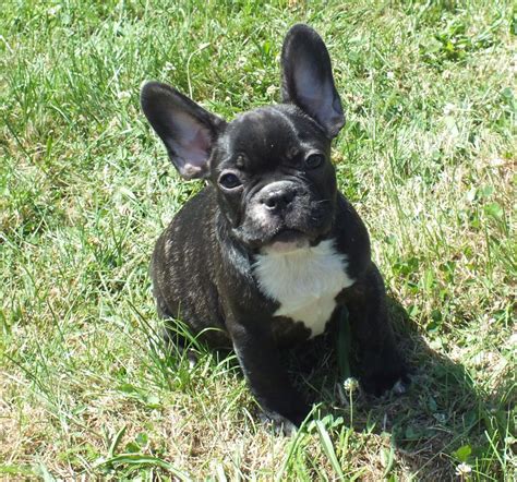 You can find them in acceptable akc color standards such as fawn, brindle, cream, and white, as well as in rare lilac, isabella, blue, chocolate, and sable coats. 2 MALE BLACK BRINDLE FRENCH BULLDOG PUPS | Birmingham ...