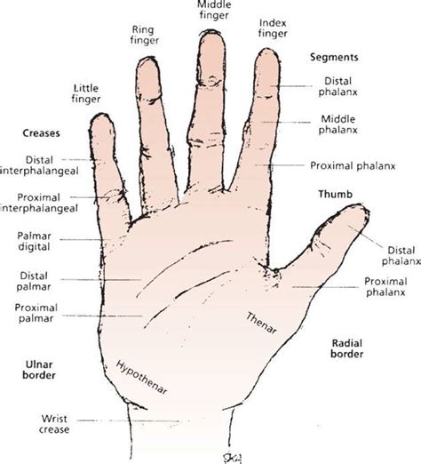 Middle Finger Anatomy