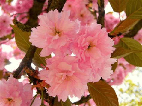 Don't forget to write a review about your visit at the home depot in pear tree center. You Can Get A Ready-To-Plant Cherry Blossom Tree From Home ...
