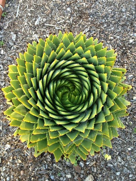 Posts About Fractals On Thereisnocavalry Patterns In Nature Geometry