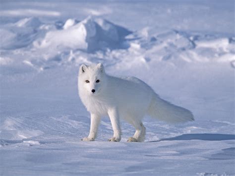 Arctic Fox Facts For Kids Animals Time