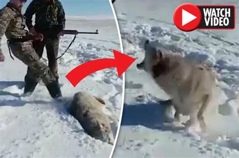 Wolf Comes Back Form Dead To Attack Its Hunter In Shocking Video