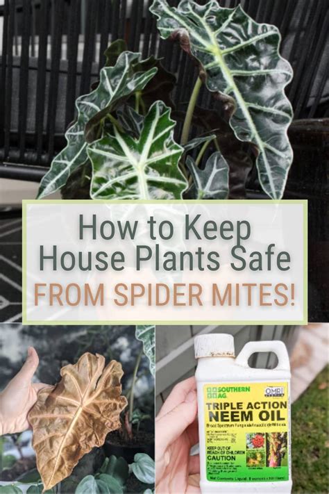 How To Get Rid Of And Prevent Spider Mites On Plants In Spider