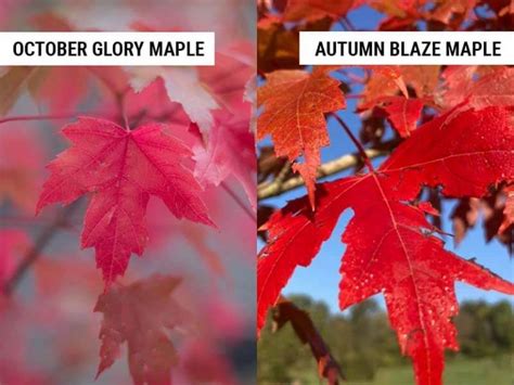 October Glory Maple Vs Autumn Blaze Differences And Similarities