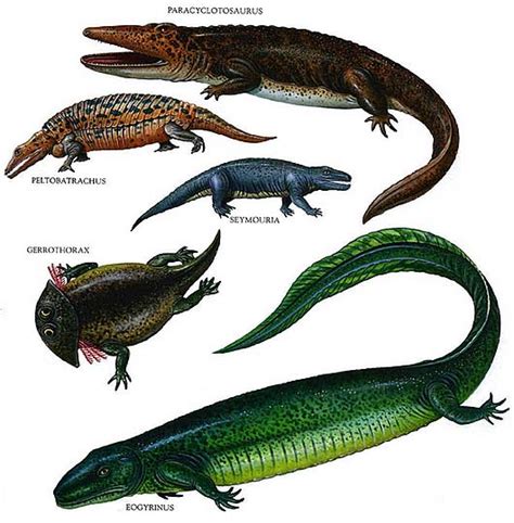What do you call creatures that live on both the land and in the water? Ancient and Extinct Reptile Types - The Dinosaurs | Animal ...