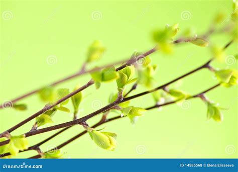 Branches With Green Spring Leaves Stock Photo Image Of Beauty Clean