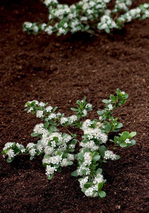 You can get awesome diversity in your landscaping by planting flowering shrubs that add interest for extra show, look for the variety 'duncan' (chardonnay pearls), which features chartreuse foliage all spring and summer. Low Scape Mound Aronia is a small ground cover shrub that ...