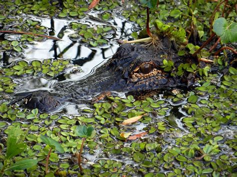 BioBlitz Starts in Louisiana Swamp | Louisiana swamp, Louisiana, Louisiana usa