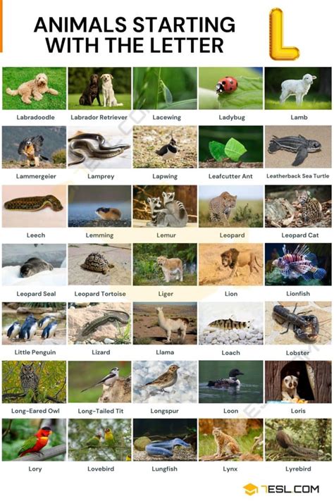 Animals that Start with L: Names of 36 Animals Starting with L • 7ESL