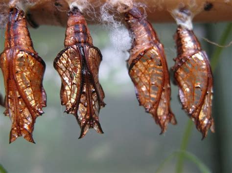 17 Best Images About Ento Larva Nymph Pupa Cocoon Chrysalis On