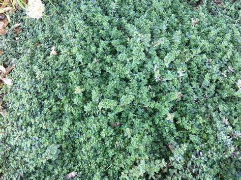 Wooly thyme (thymus pseudolanguinosis) turkish speedwell (veronica liwanensis) are planted between the stones and withstand foot traffic very well. menemini: iGrow ~and you can, too~ No.3 Thyme