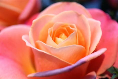 Anniversary flower gifts for your mom: Mothers Day Flowers + Debenhams Flowers Discount.