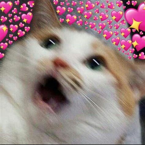 Pin By 𝕼 𝖛𝖎𝖆𝖌𝖊𝖒 On Mood Cute Cat Memes Cute Love Memes Cat Memes