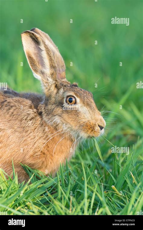 Brown Hare Lepus Europaeus Feeding On Wheat Shoots Stock Photo Alamy