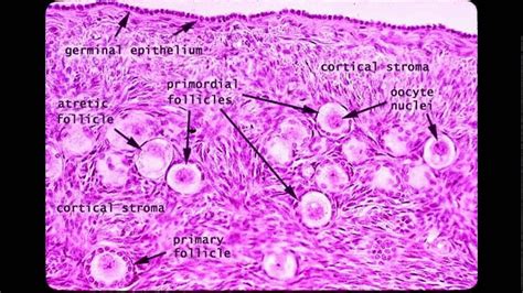 Female Reproductive System Histology