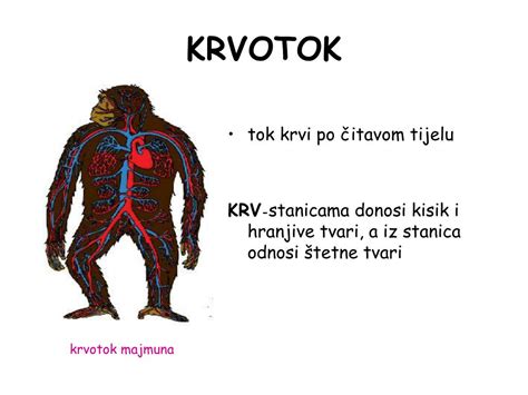 Ppt Krvotok Powerpoint Presentation Free Download Id6752618