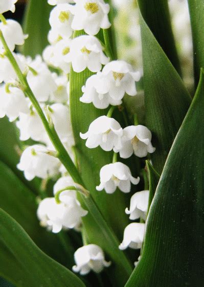 « moi je ne hier, 1er mai, la chasse au muguet était lancée. Carte Brin De Muguet : Envoyer une Carte 1er Mai dès 0,99 ...