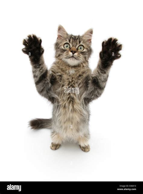 Tabby Kitten 5 Months Standing Up With Raised Paws Stock Photo Alamy