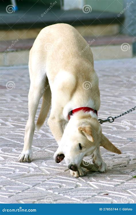 Dog Chewing A Bone Stock Photo Image Of Lead Leash 27855744