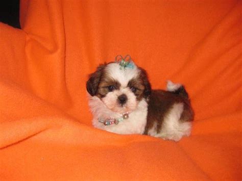 Lovely Imperial Shih Tzu Puppy 8 Weeks Old Female For Sale In