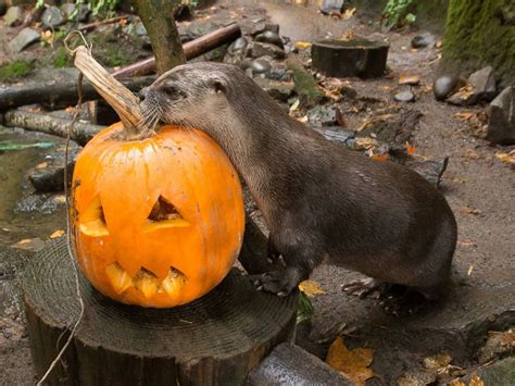 Animals At The Oregon Zoo Play Devour And Smash Pumpkins Abc News