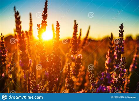 Lavender Field At Sunset Light Stock Photo Image Of Lavender Sunrise