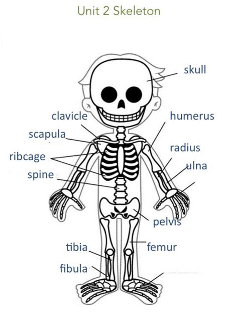 Human Bones Worksheet