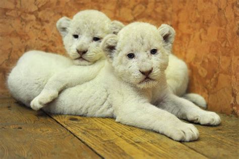 Baby White Lions Stock Photo Image Of Africa White 41048910