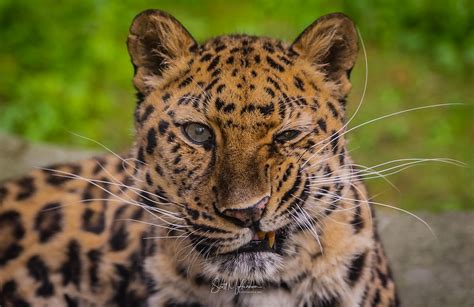 Amur Leopard [Who Is Blinking At You] - Outdoor Photographer