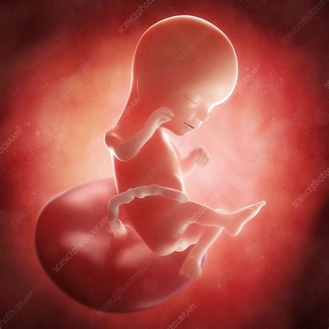 Foetus At 16 Weeks Artwork Stock Image F0054961 Science Photo