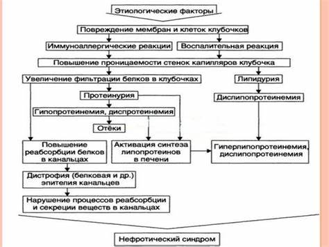 Нефротический синдром диета Презентация на тему: Нефротический синдром - состояние Презентация на тему: Нефротический синдром - состояние Нефротический синдром диета