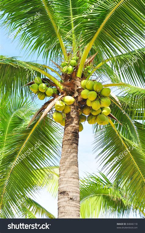 Select from premium coconut tree of the highest quality. Kokospalm, Coconut tree | Flex banner design, Nature