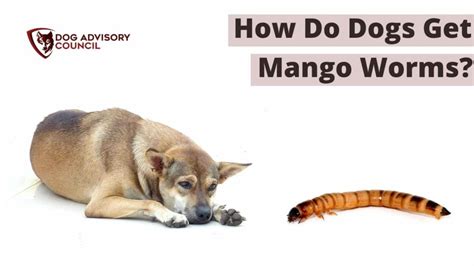 How Do Dogs Get Mango Worms Explained Dog Advisory Council