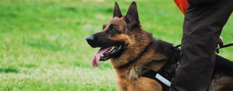 Are K9 Police Dogs Trained In German