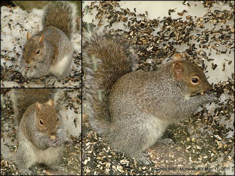 Photography By Ginny March 18 2011 Collages Squirrel By Nest Chipmunk