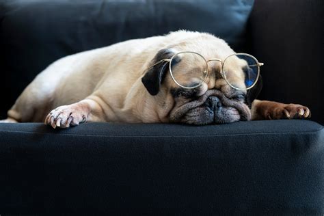 Are These Pugs With Glasses Cute Or Nerdy — Weird World