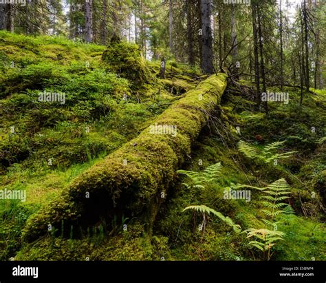 Fallen Tree Covered With Moss In Forest Stock Photo Alamy