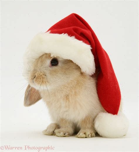 Christmas Bunny Wallpaper Wallpapersafari