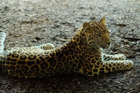 Animal Cheetah Jaguar Leopard Panther Feline Wildlife Zoo